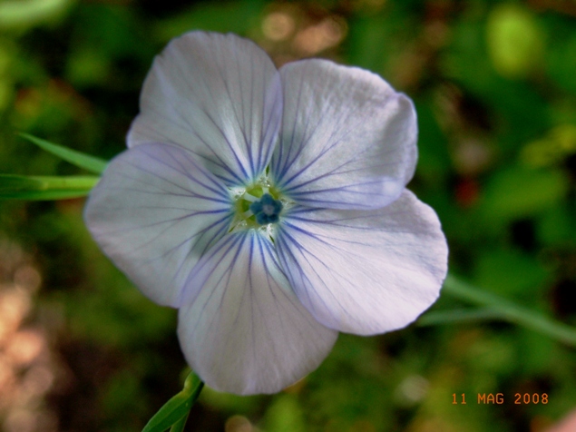 Linum bienne